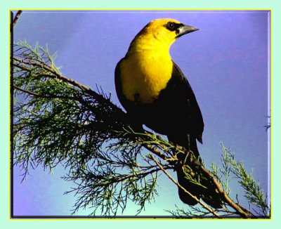 Yellow Headed Blackbird