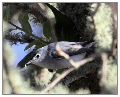 Blue-Gray Gnatcatcher