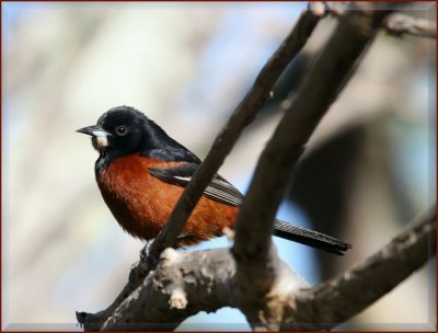 Orchard Oriole