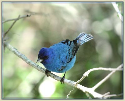 Indigo Bunting