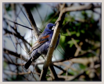 Blue Grosbeak