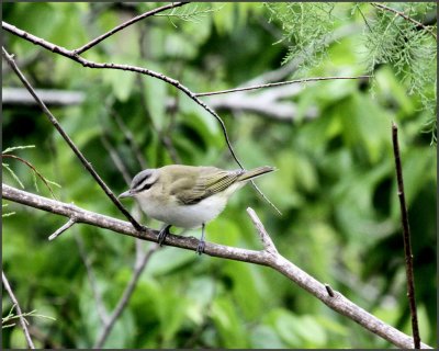 Red-eyed Vireo