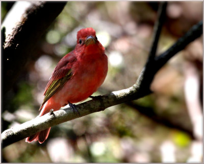 Summer Tanager  Capture at Smith's Woods Sanctuary High Island Texas