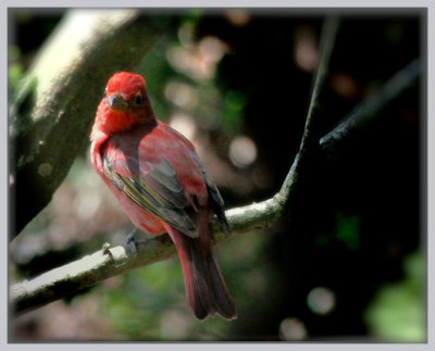 Summer Tanager