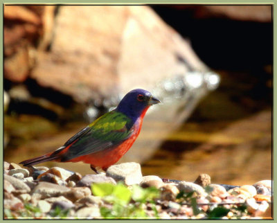 Painted Bunting