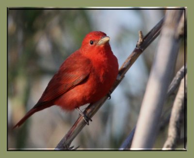 Summer Tanager