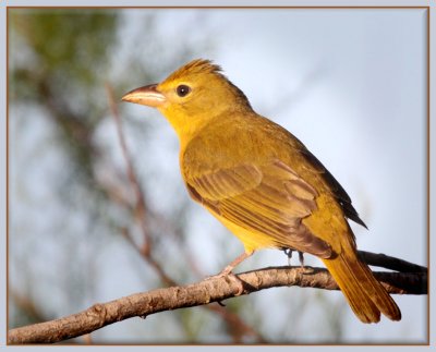 Summer Tanager (F)
