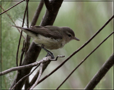 Red-eyed Vireo