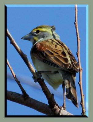 Dickcissel