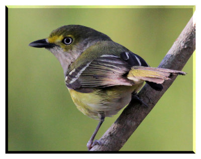 White Eye Vireo.