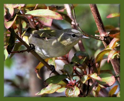 Tennessee Warbler