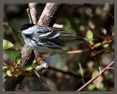 Blackpole Warbler