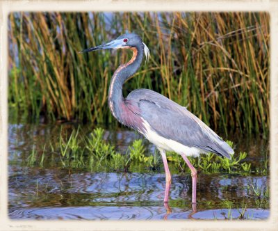 Tri Color Heron