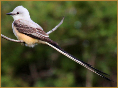 Scissor-tailed Flycatcher