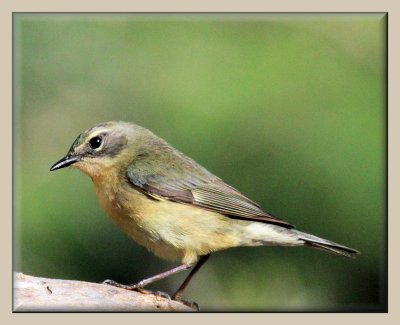 Black-throated Blue Warbler (F)