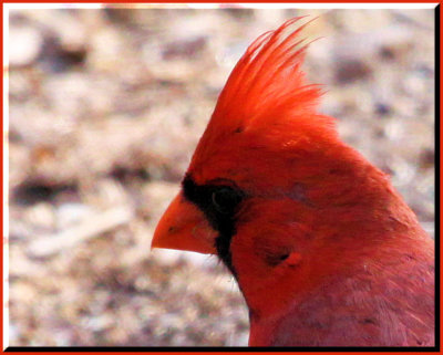 Nothern Cardinal.