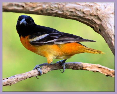 Baltimore Oriole