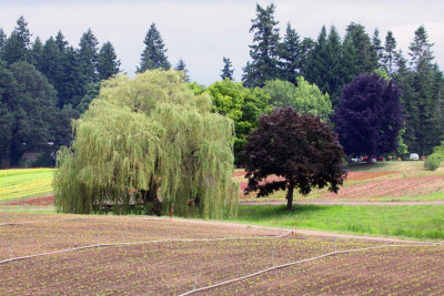 Sauvie Island