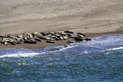 Seals on Siletz/Pacific Beach 