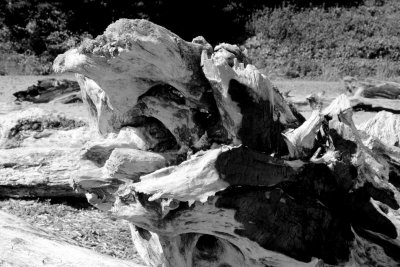 Driftwood