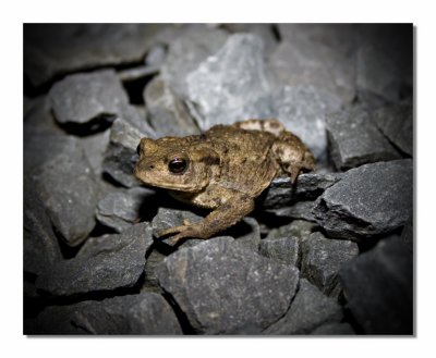 toad 1600x1200.jpg