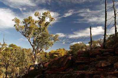 Wilpena Pound (FR_1023)