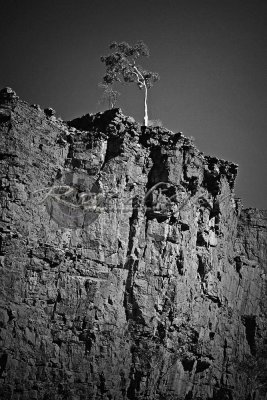Ormiston Gorge (913_1365)