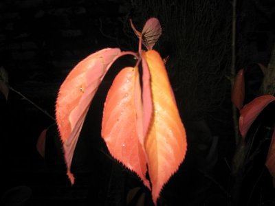 IMG_4581.jpg