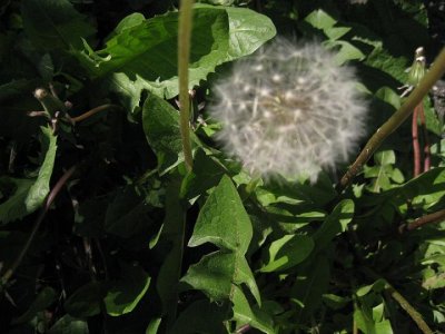 IMG_1968.JPG