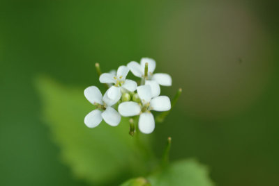 DSC_0010.jpg