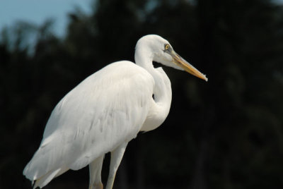 DSC_0067.jpg