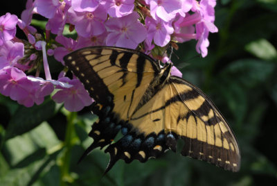 DSC_0096.jpg