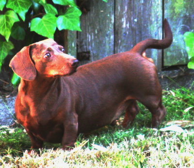 the dogs