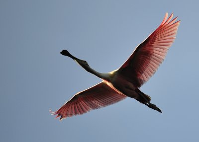 South Louisiana Birds