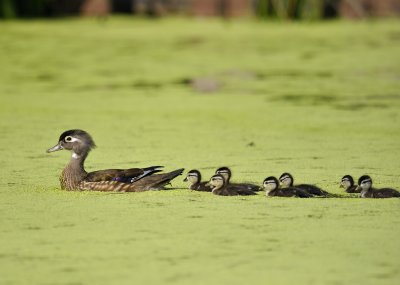 Baby Wood Ducks