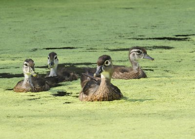 Wood Ducks +5 Weeks
