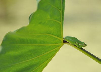 Frog in the Shade