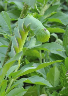 Caterpillar