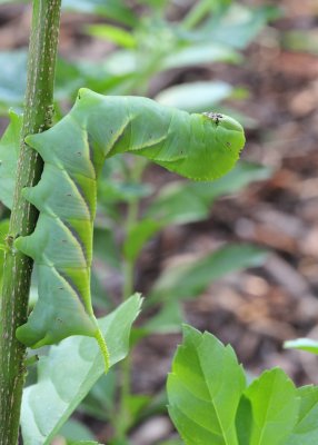 Caterpillar