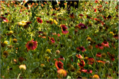 Flores Nocturnas