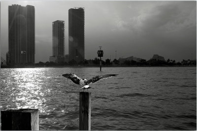 Gaviota
