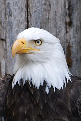 Bald Eagle captive