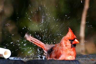 Cardinal taking bath