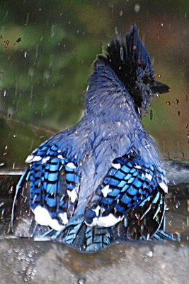 Blue Jay taking bath