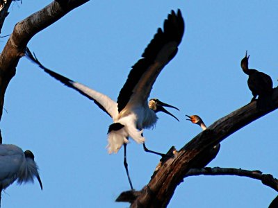 Wood Stork vs Cormorant