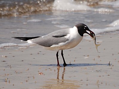 Laughing Gull & fish