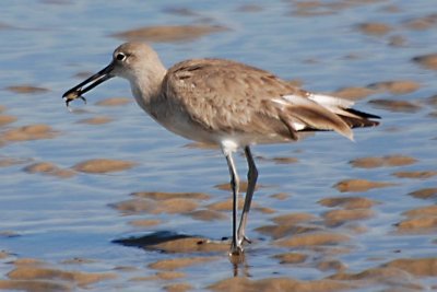 Willet with crab