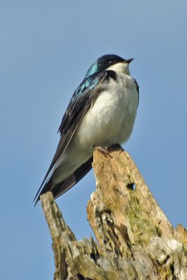 Tree Swallow with extra perch