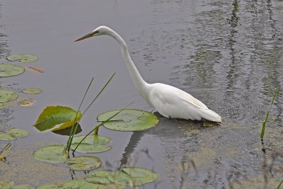 Great Egret
