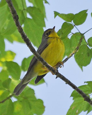 Canada Warbler